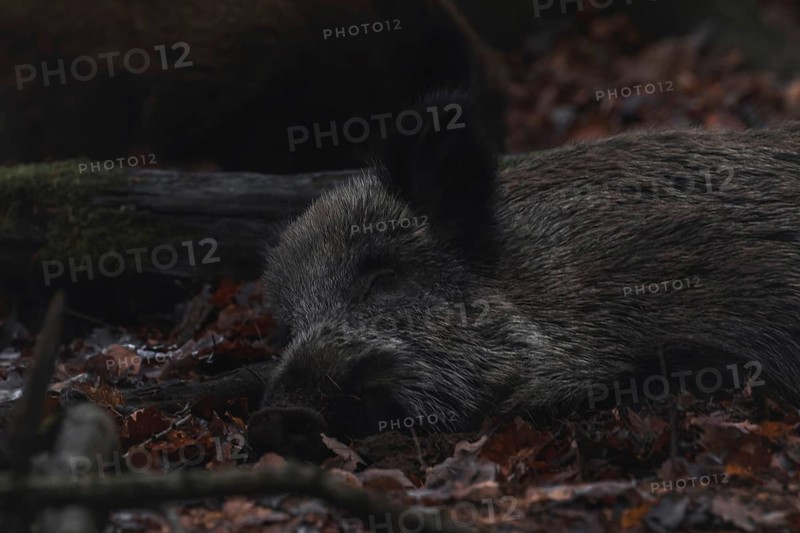 A wild boar resting on the forest floor, surrounded by autumn leaves, Stuttgart, Baden-Wuerttemberg, Germany, Europe