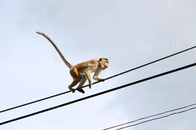 Toque macaque (Macaca sinica) monkey, Haputale, Badulla District, Uva Province, Sri Lanka, Asia
