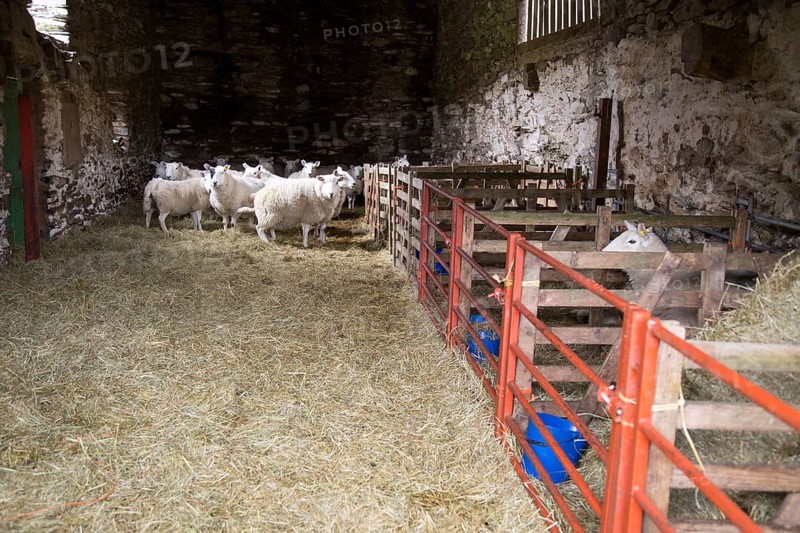 Barn with sheep, Lake District, Cumbria, England, UK