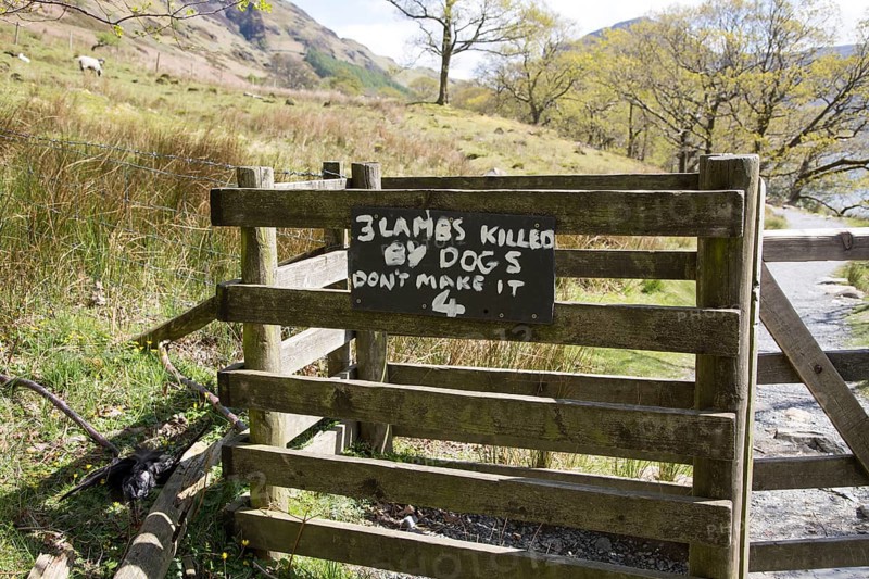 Sign warning owners about lambs killed by dogs, Buttermere, Lake District national park, Cumbria, England, UK