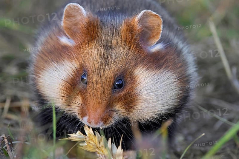 European hamster, Eurasian hamster, common hamster (Cricetus cricetus) with full cheek pouches eating grains from wheat spike, wheat ear in field