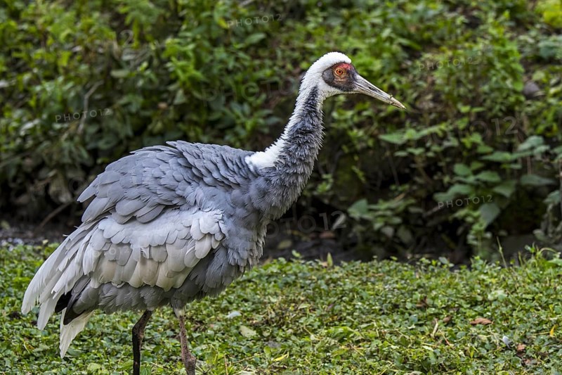 White-naped crane (Antigone vipio) native to Mongolia, northeastern China and Russia