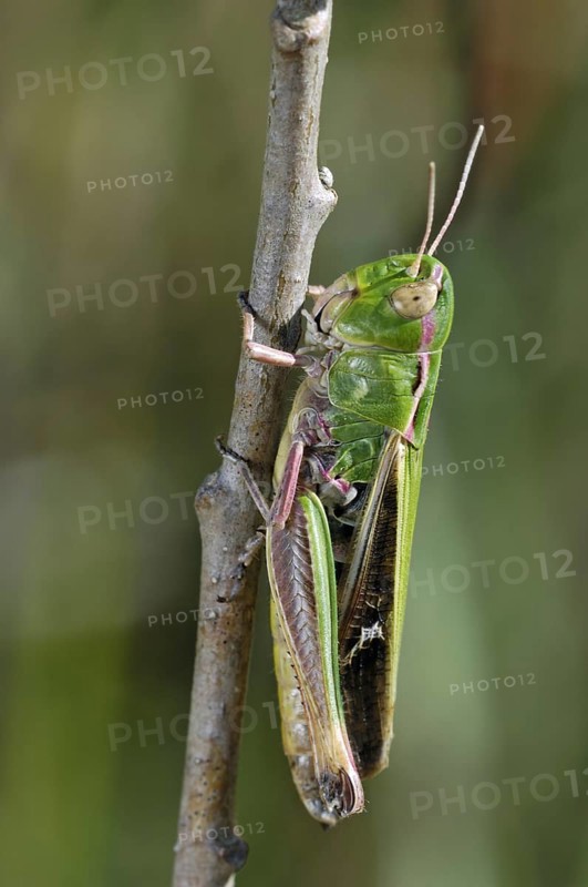 Stripe-winged grasshopper (Stenobothrus lineatus), La Brenne, France, Europe