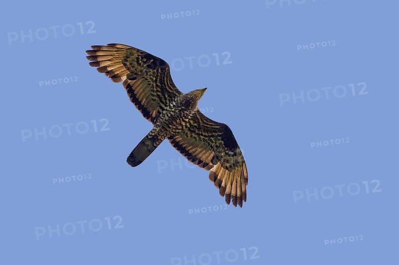 European honey buzzard, common pern, Western honey buzzard (Pernis apivorus) male in flight against blue sky in summer