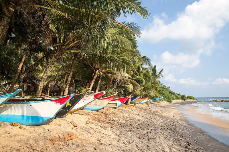 Brightly coloured fishing canoes under coconut palm trees of tropical sandy beach, Mirissa, Sri Lanka, Asia