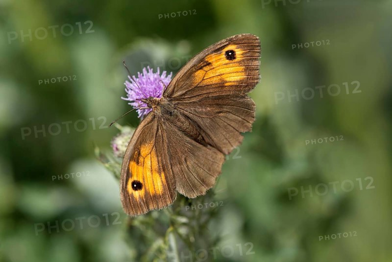 Butterfly meadow brown (Maniola jurtina), Valais, Switzerland, Europe