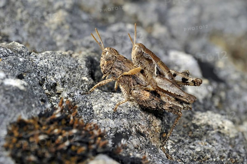 Pezotettix giornae, couple mating on rock, La Brenne, France, Europe