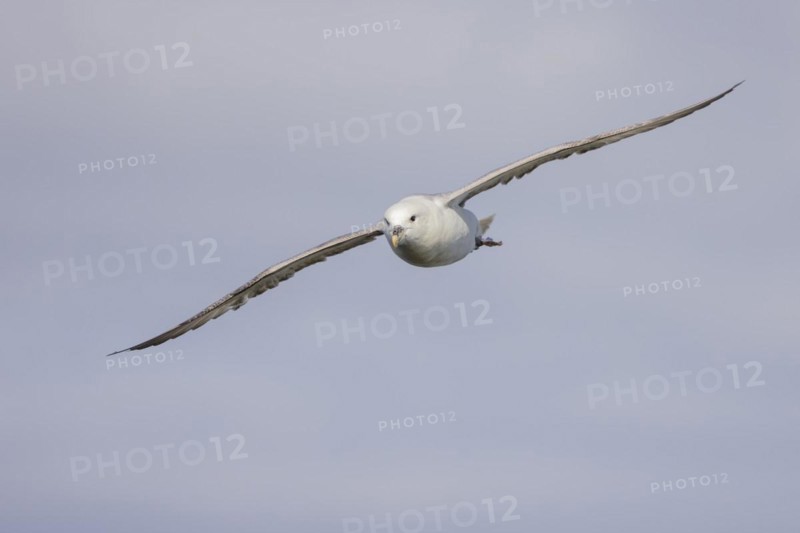 Northern fulmar (Fulmarus glacialis), in flight against the sky, Iceland, Europe