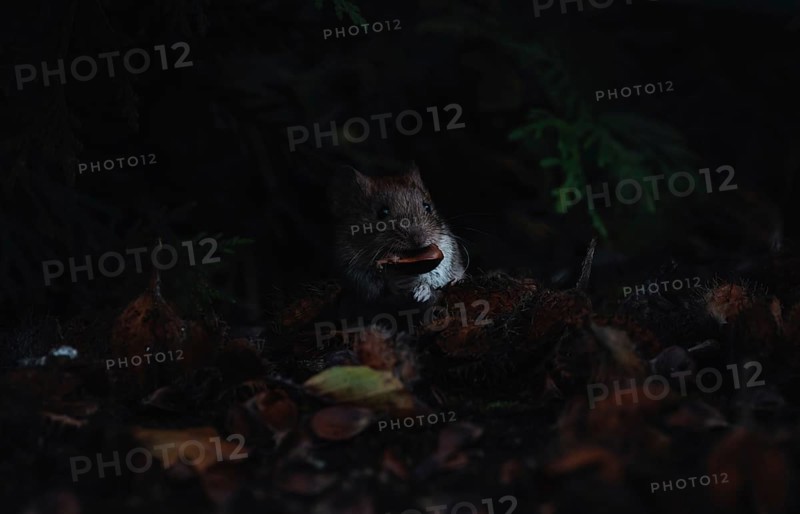 A small rodent (The field mouse (Microtus arvalis) peeps out of the darkness of the forest, Stuttgart, Germany, Europe
