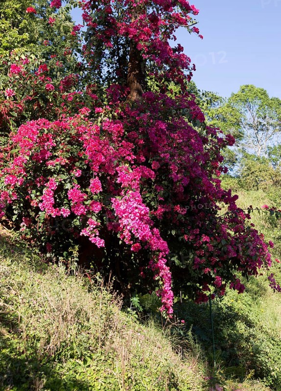 Pink Bougainvillea flowers in the Highlands of Sri Lanka, Asia