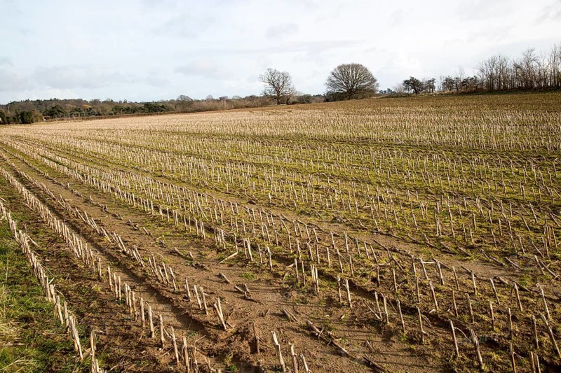 Field of stubble in winter Sutton, Suffolk, England, UK