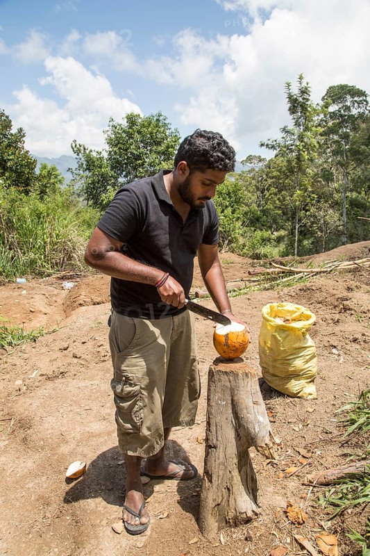Man opening fresh coconut Ella, Badulla District, Uva Province, Sri Lanka, Asia
