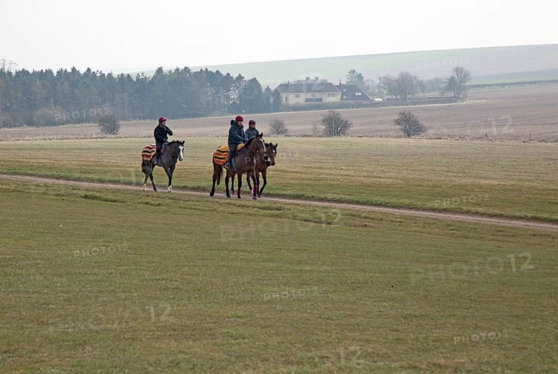 Horses being exercised on the gallops, Beckhampton, Wiltshire, England, UK