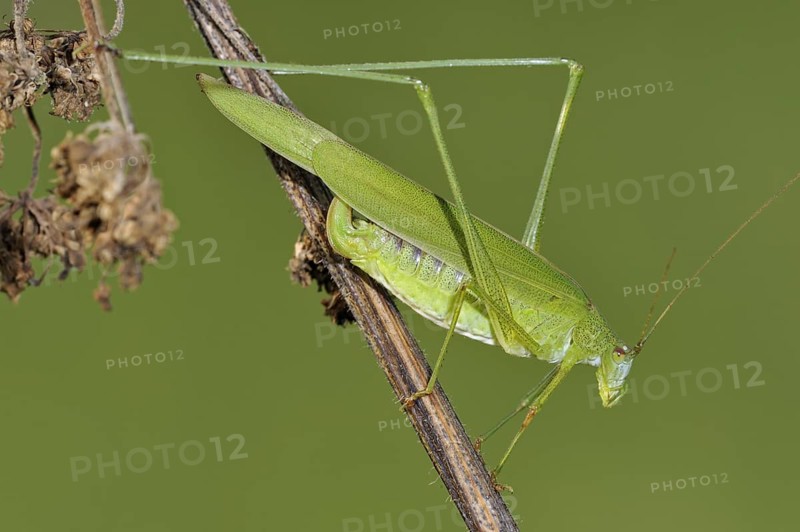 Sickle-bearing bush-cricket (Phaneroptera falcata) female on stem in grassland