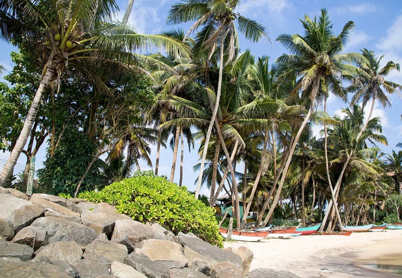 Brightly coloured fishing canoes under coconut palm trees of tropical sandy beach, Mirissa, Sri Lanka, Asia