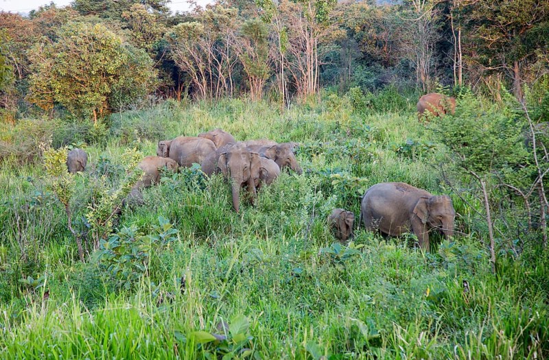 Wild elephants in Hurulu Eco Park biosphere reserve, Habarana, Anuradhapura District, Sri Lanka, Asia