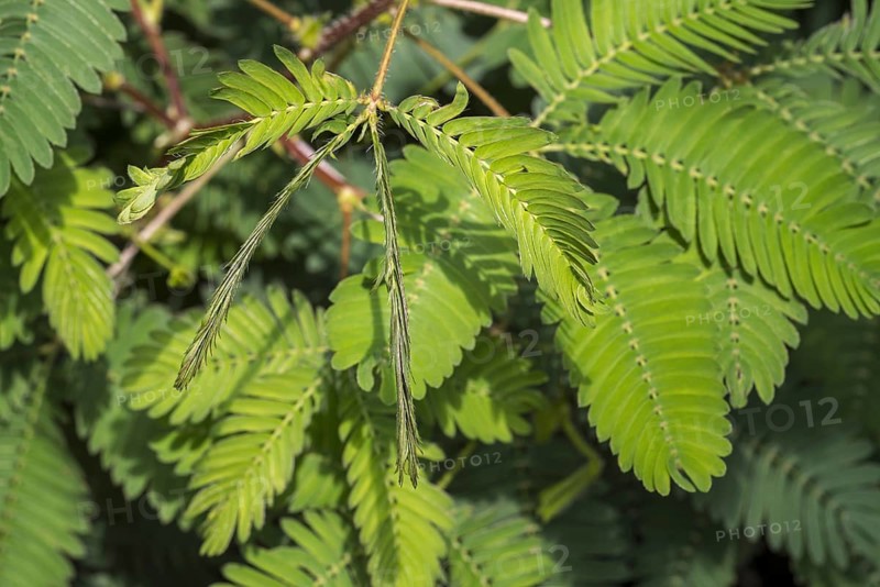 Sensitive plant, sleepy plant, touch-me-not (Mimosa pudica) close-up of leaflets folding inwards, native to South America and Central America
