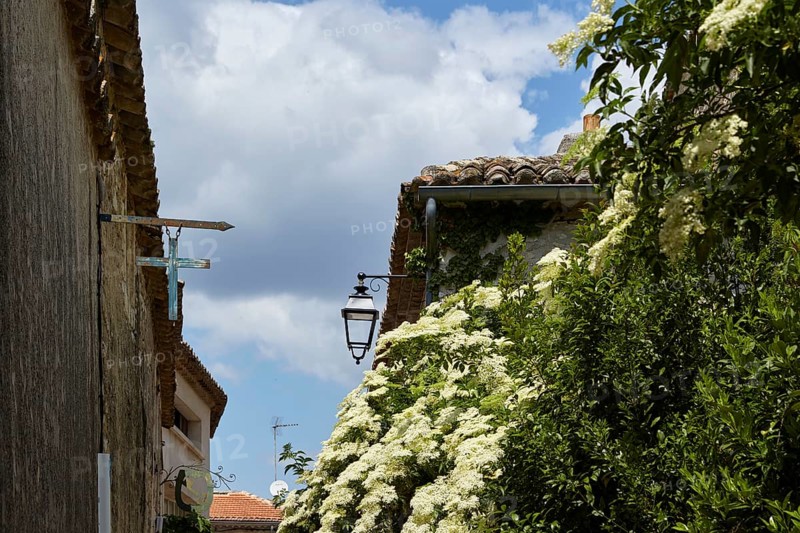 Elder (Sambucus) with flowers and old houses with a street lamp in Goudargues, Gard department, Occitanie region, France, Europe