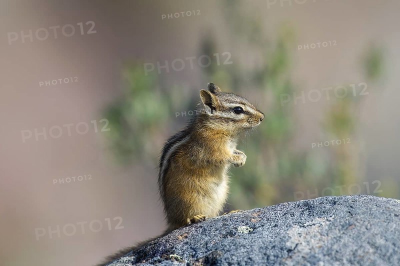Least chipmunk (Tamias minimus, Neotamias minimus) on rock, native to North America