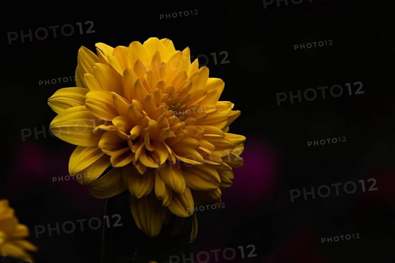 A yellow flower stands out against the dark background, Dahlia, Dahlia, Stuttgart, Germany, Europe