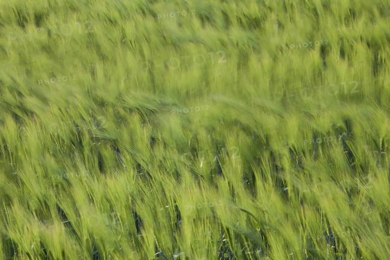Motion blurred barley field (Hordeum vulgare) with unripe spikelets moving in the wind in spring