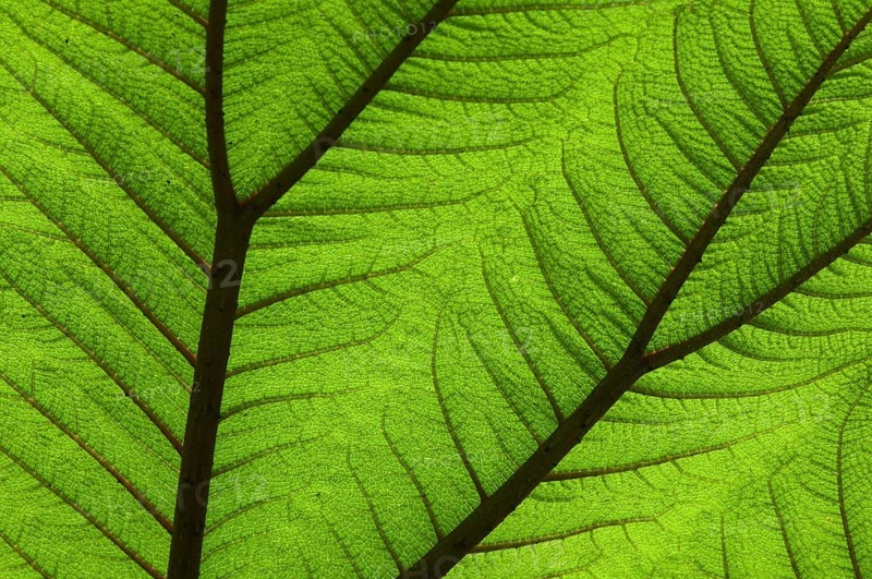 Close-up of backlit tropical leaf showing nerves anvenation