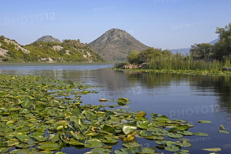 Waterlily, waterlily leaves in Skadar Lake, Lake Scutari, Lake Shkoder, Skadarsko Jezero National Park, Crmnica region, Bar, Montenegro, Europe
