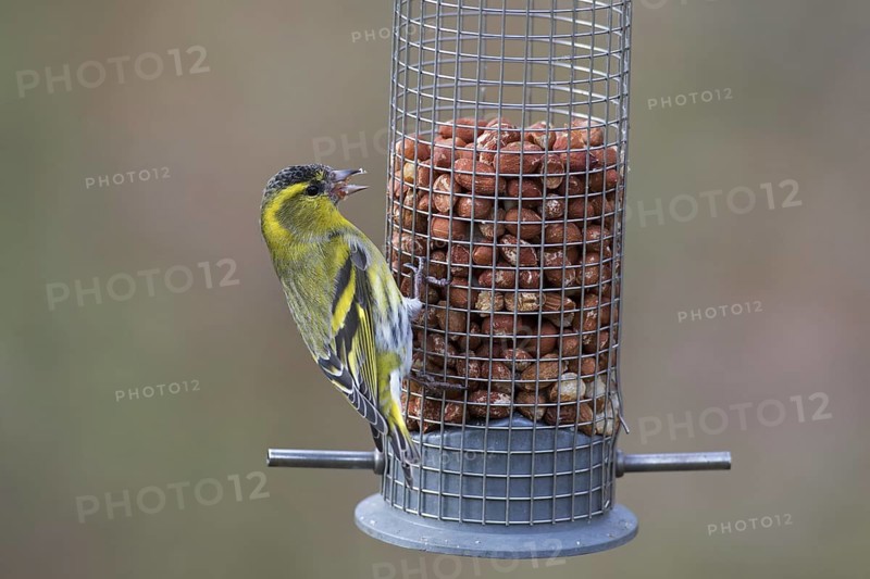 Eurasian siskin, European siskin, common siskin (Spinus spinus) male in breeding plumage eating peanuts from garden bird feeder