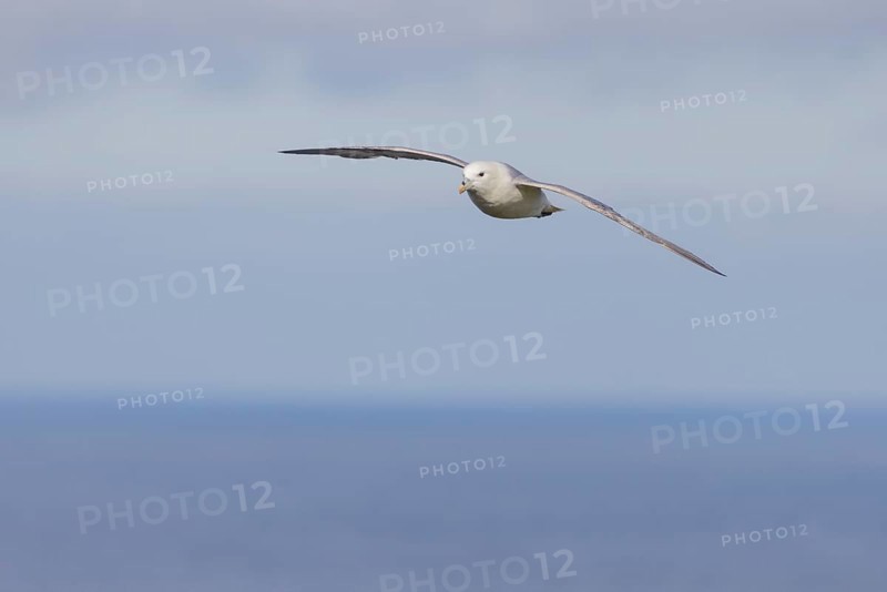 Northern fulmar (Fulmarus glacialis), in flight against the sky, Iceland, Europe