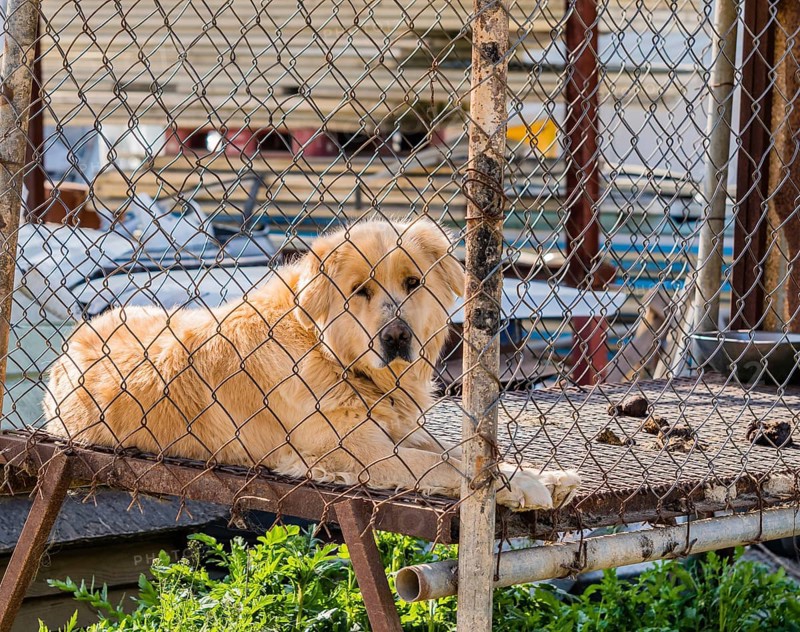 Large furry adult golden retriever in large cage posing for the camera