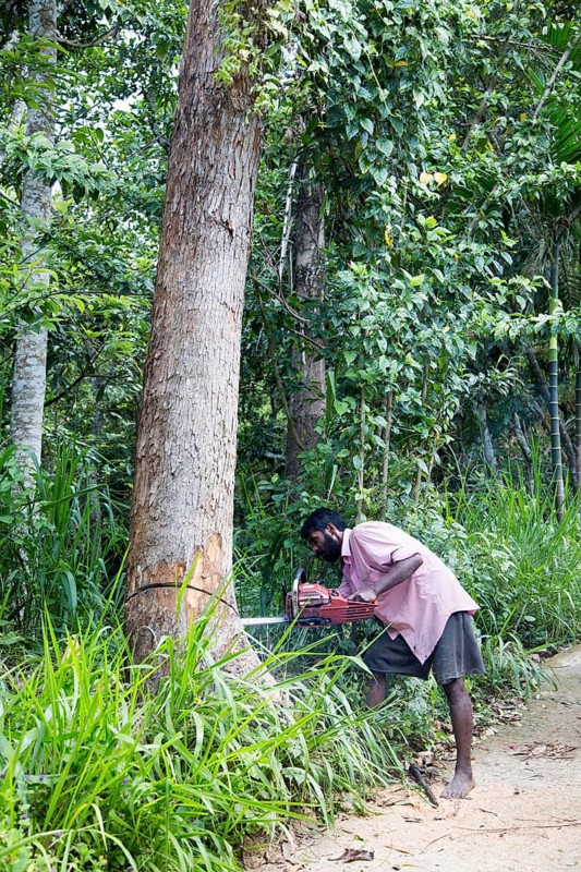 Man using chainsaw to fell teak tree, Ella, Badulla District, Uva Province, Sri Lanka, Asia