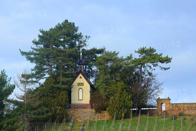 Neo-Gothic chapel built in 1890 on the hill, grapevines, vineyard, Heiligenblut, Alzey, Rhine-Hesse region, Rhineland-Palatinate, Germany, Europe