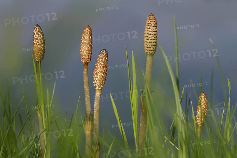 Fertile shoots of field horsetail, common horsetail (Equisetum arvense)