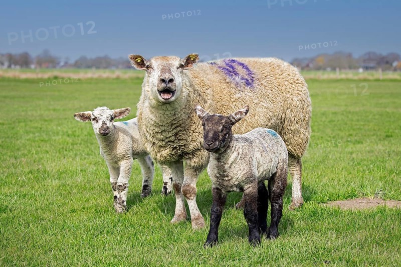 Bleating domestic sheep ewe with twin black and white lambs in meadow, pasture in spring, Schleswig-Holstein, Germany, Europe