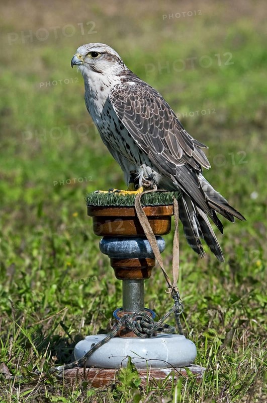 Saker Falcon (Falco cherrug) at the birds of prey show and competition at Nijlen, Belgium, Europe