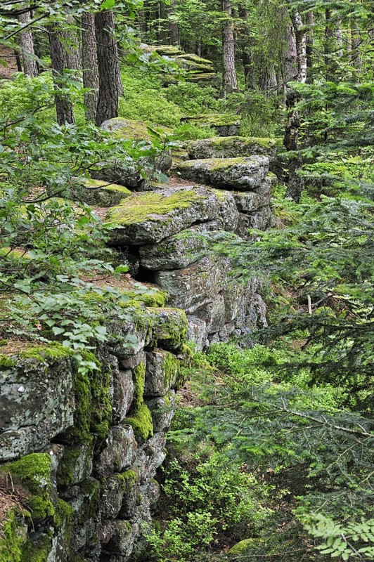 The Pagan Wall, Mur Paien in forest near Mont Sainte-Odile, Vosges, Alsace, France, Europe