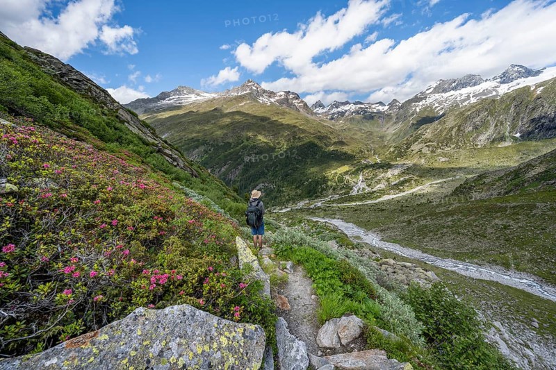 Mountaineers on a hiking trail with blooming alpine roses in front of a picturesque mountain landscape, rocky mountain peaks with snow, valley Zemmgrund with Zemmbach, mountain panorama with summit Zsigmondyspitze and Grosser Moerchner, Berliner Hoehenweg, Zillertal Alps, Tyrol, Austria, Europe