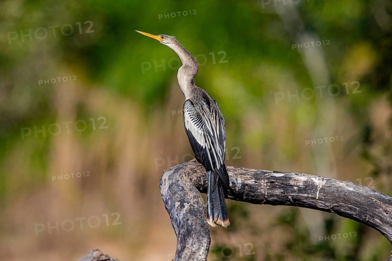 American darter (Anhinga anhinga) Pantanal Brazil