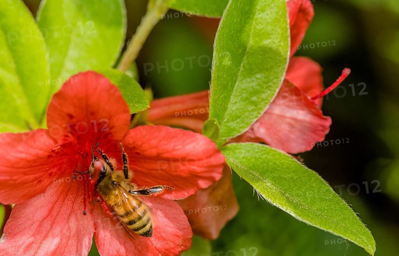 Closeup of small honey bee gathering nectar from a red flower