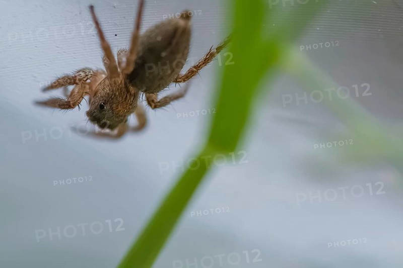 Closeup of small jumping spider next to a blurred green leaf of grass with white blurred background