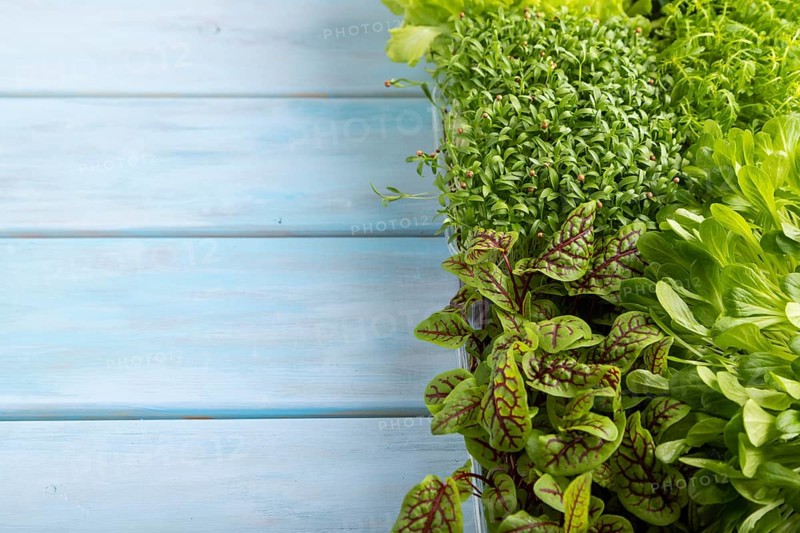 Set of boxes with microgreen sprouts of sorrel, lettuce, cilantro on blue wooden background. Side view, copy space