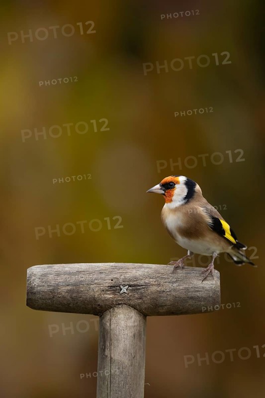 European goldfinch (Carduelis carduelis) adult bird on a garden fork handle, Suffolk, England, United Kingdom, Europe