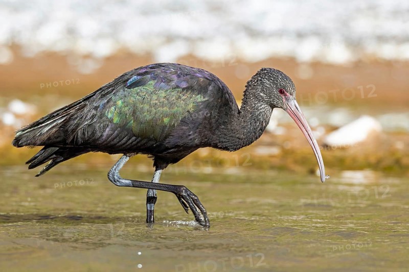 Puna Ibis