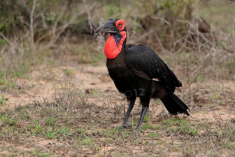 Southern ground hornbill (Bucorvus leadbeateri), adult, foraging, alert, Kruger National Park, Kruger National Park, South Africa, Africa