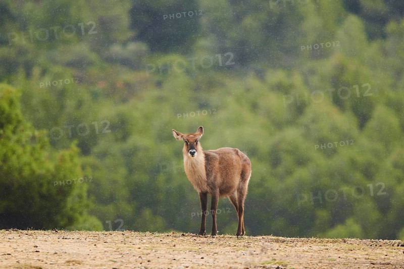 Waterbuck (Kobus defassa) in the dessert, captive, distribution Africa