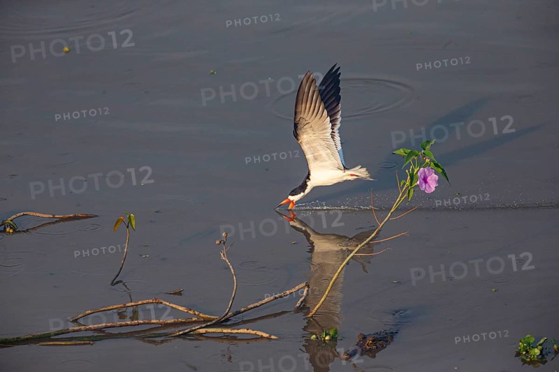 Black-mantled cranesbill (Rynchops nigra) Pantanal Brazil