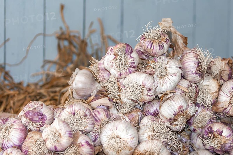 Garlic, market sale, market stall, Provence, France, Europe