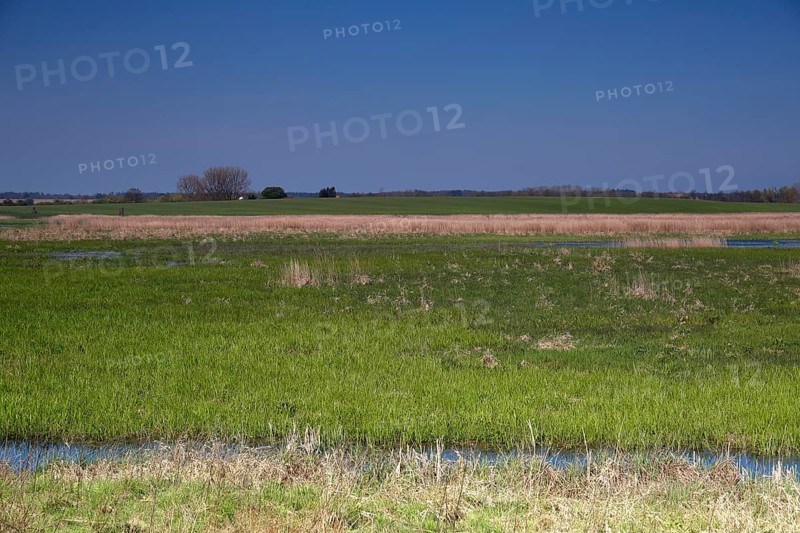 Wetland biotope in the Peene valley, waterlogged meadows, rare habitat for endangered plants and animals, Flusslandschaft Peenetal nature park Park, Mecklenburg-Western Pomerania, Germany, Europe