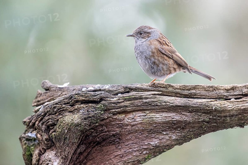 Dunnock (Prunella modularis), Emsland, Lower Saxony, Germany, Europe
