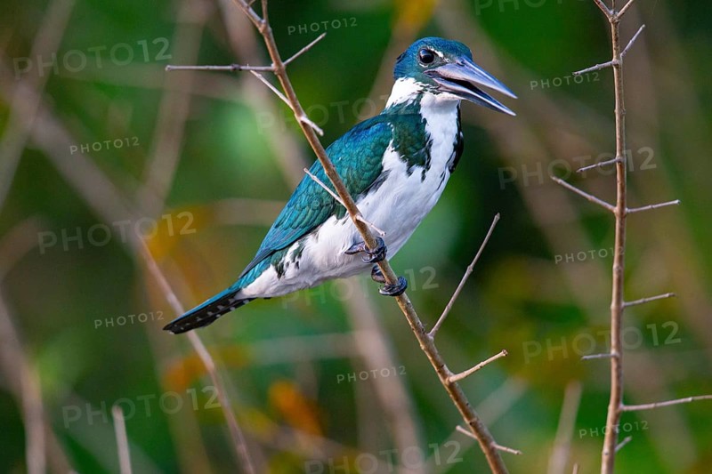 Amazon kingfisher (Chloroceryle amazona) Pantanal Brazil